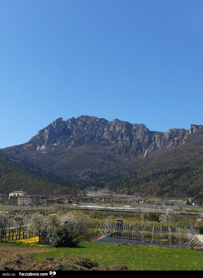 Vaccata