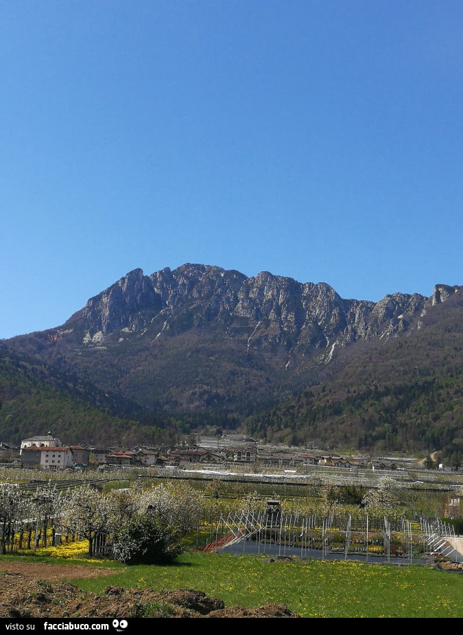 Vaccata