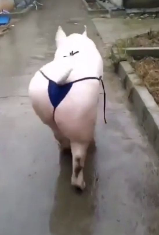 Maialino sexi