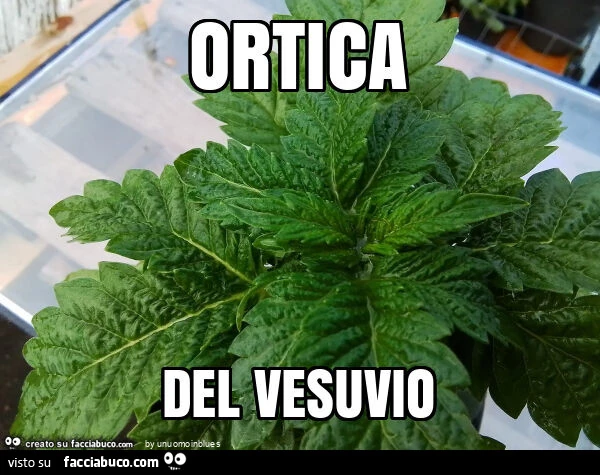 Ortica del vesuvio