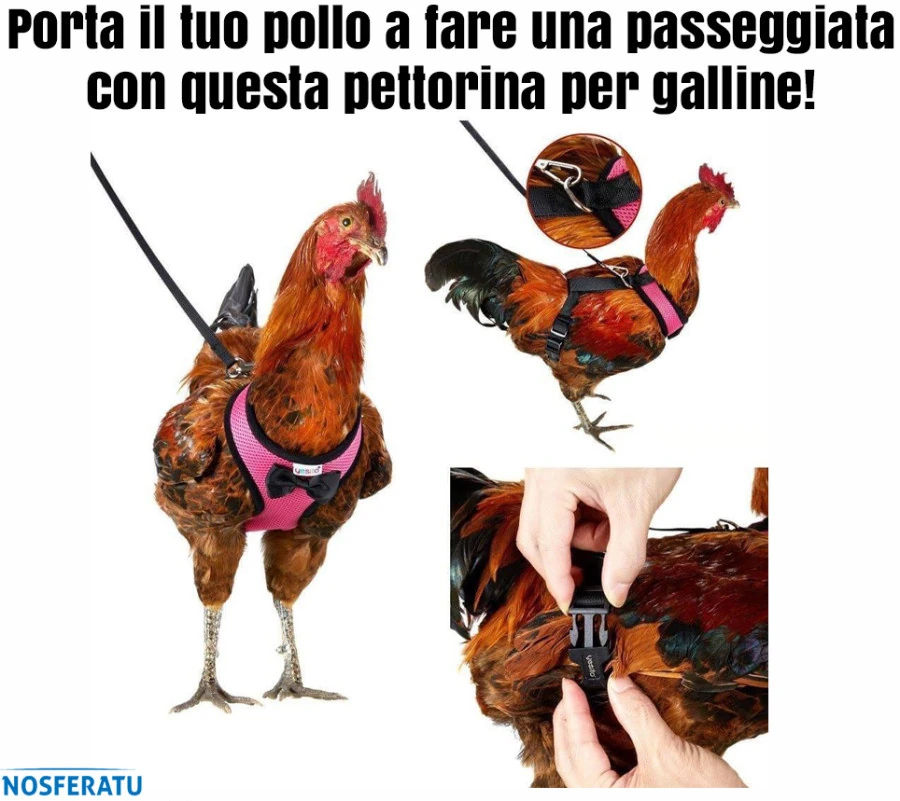 Pollo