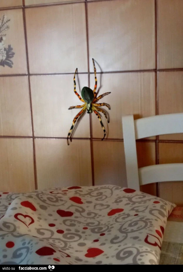 Vaccata