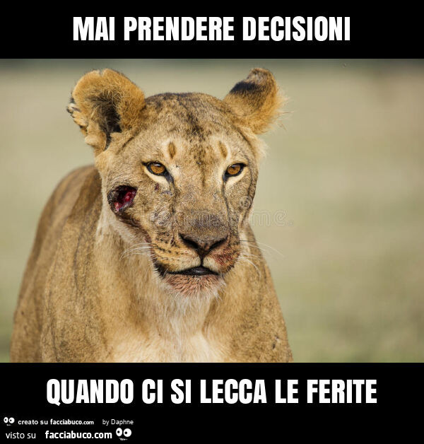 Mai prendere decisioni quando ci si lecca le ferite