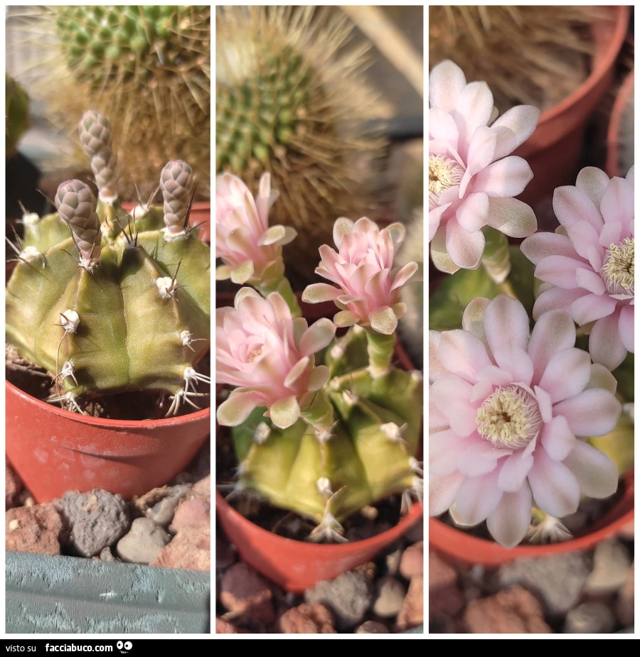 Vaccata
