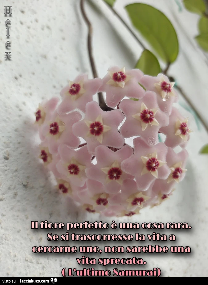 Il fiore perfetto