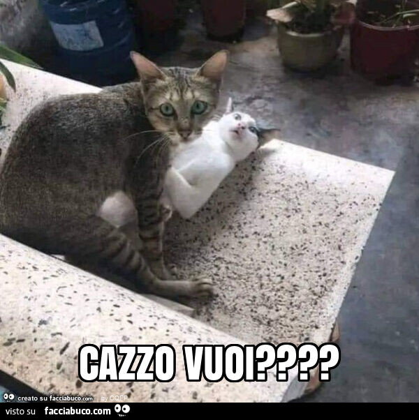 Cazzo vuoi?