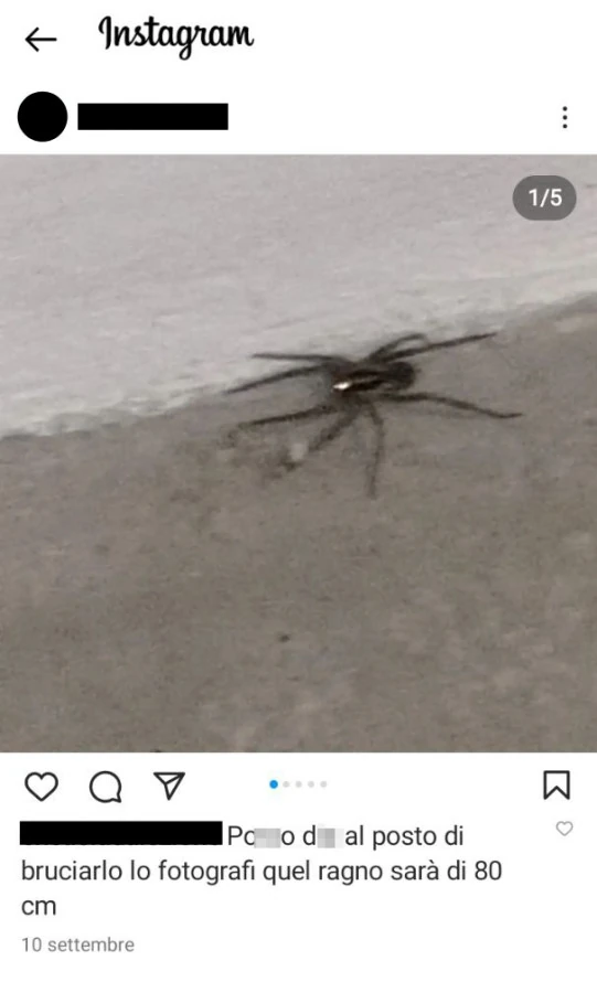 Vaccata