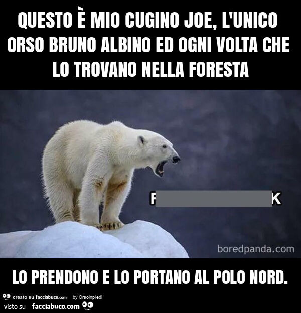 Questo è mio cugino joe, l'unico orso bruno albino ed ogni volta che lo trovano nella foresta lo prendono e lo portano al polo nord