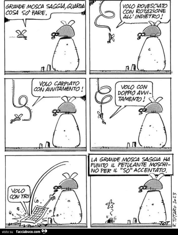 Grande mosca saggia guarda cosa so fare