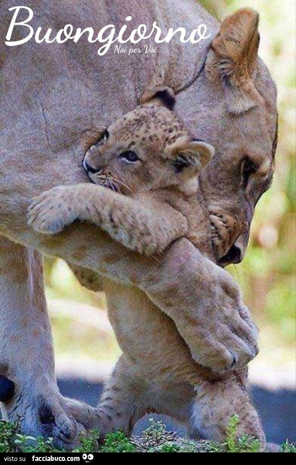 Abbraccio tra mamma leonessa e leoncino
