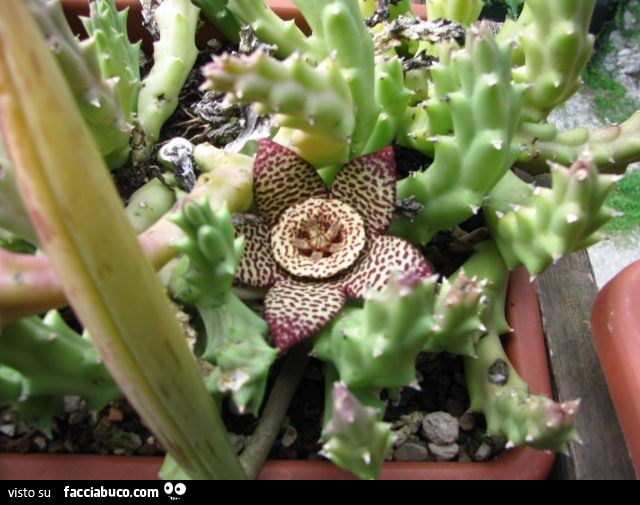 Vaccata