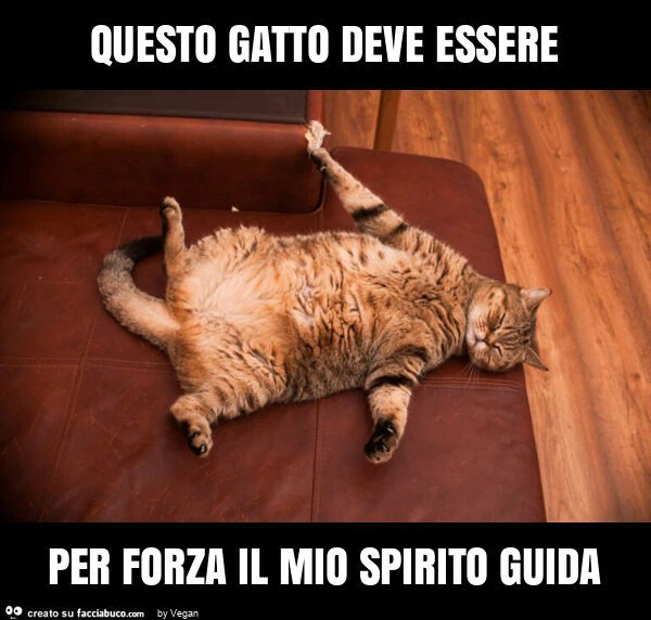 Questo gatto deve essere per forza il mio spirito guida