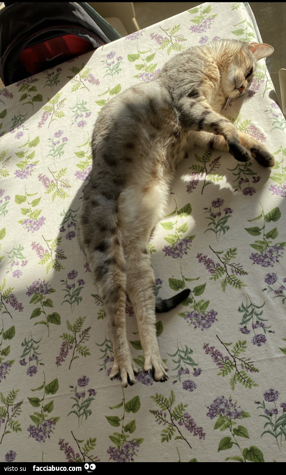 Vaccata