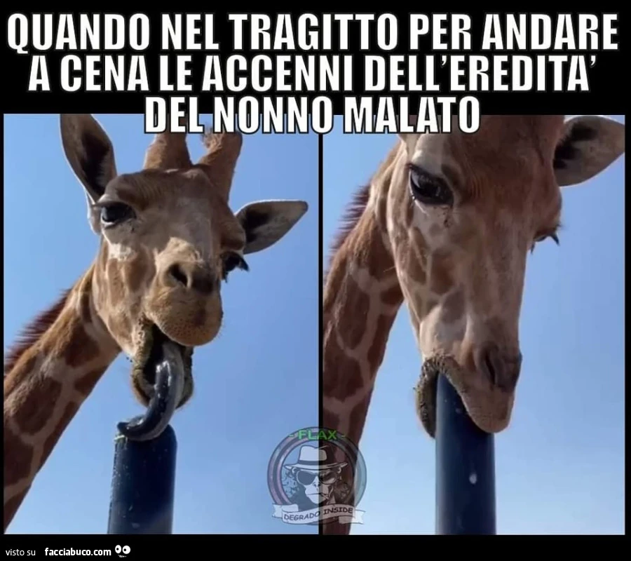 Vaccata