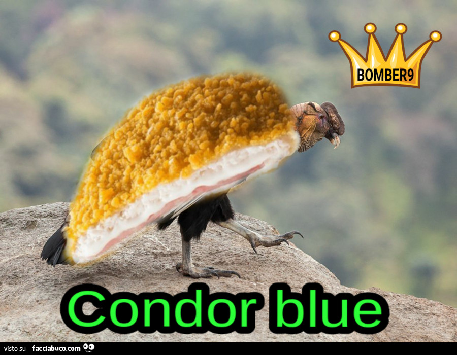 Condor blue