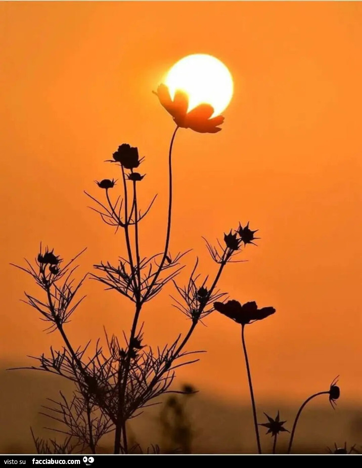 Sole sopra il fiore