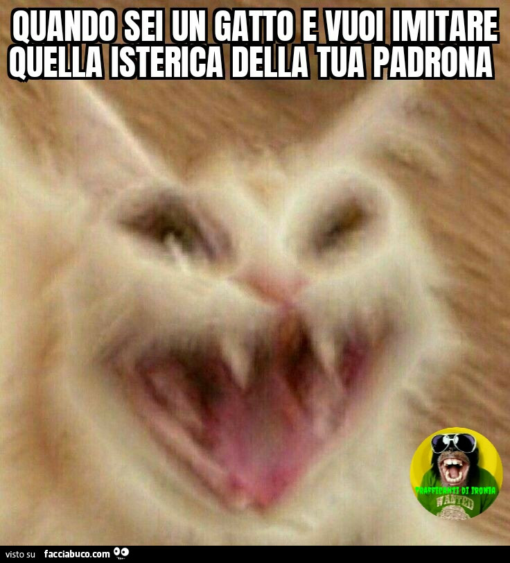 Quando sei un gatto e vuoi imitare quella isterica della tua padrona