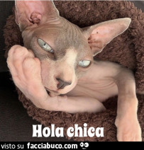 Vaccata