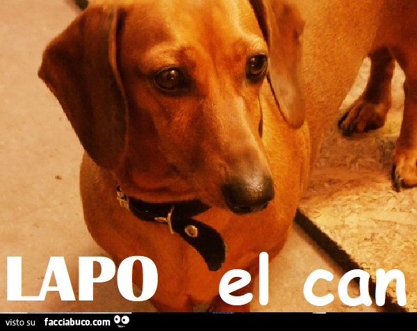 Lapo el can