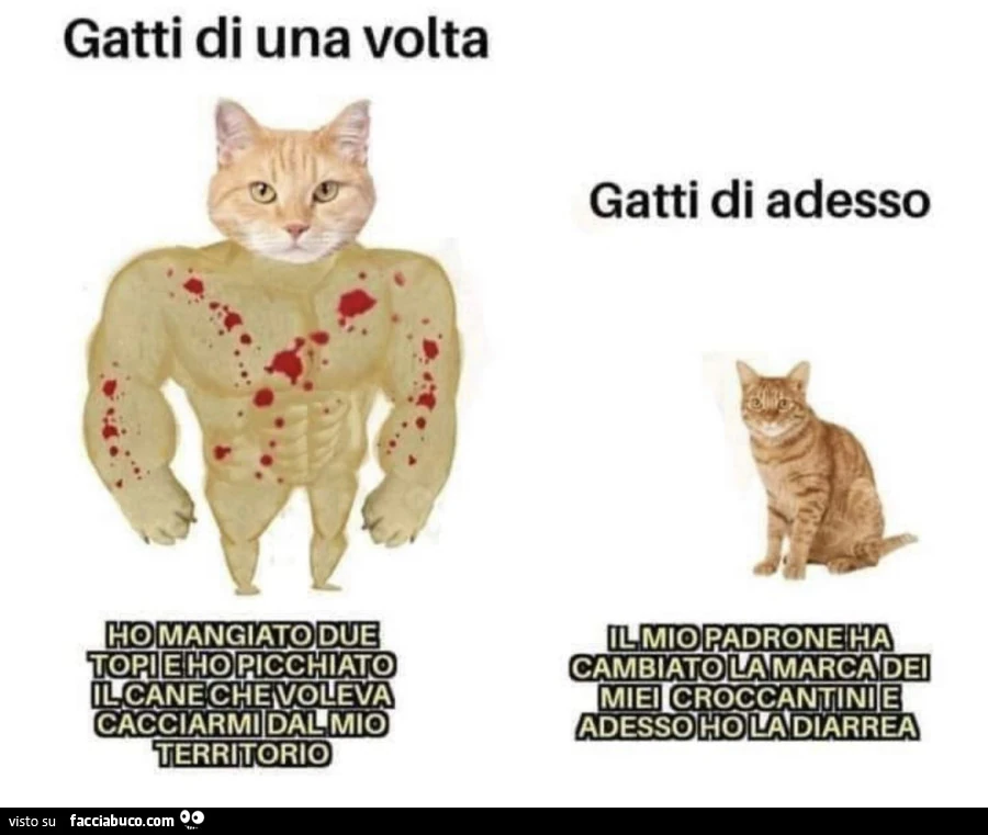 Gatti di una volta: ho mangiato due topi e ho picchiato il cane che voleva cacciarmi dal mio territorio. Gatti di adesso: il mio padrone ha cambiato la marca dei miei croccantini e adesso ho la diarrea