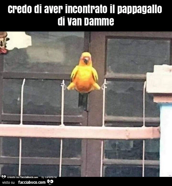 Credo di aver incontrato il pappagallo di van damme