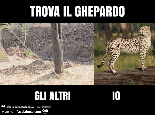 Trova il ghepardo gli altri io