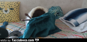 Vaccata
