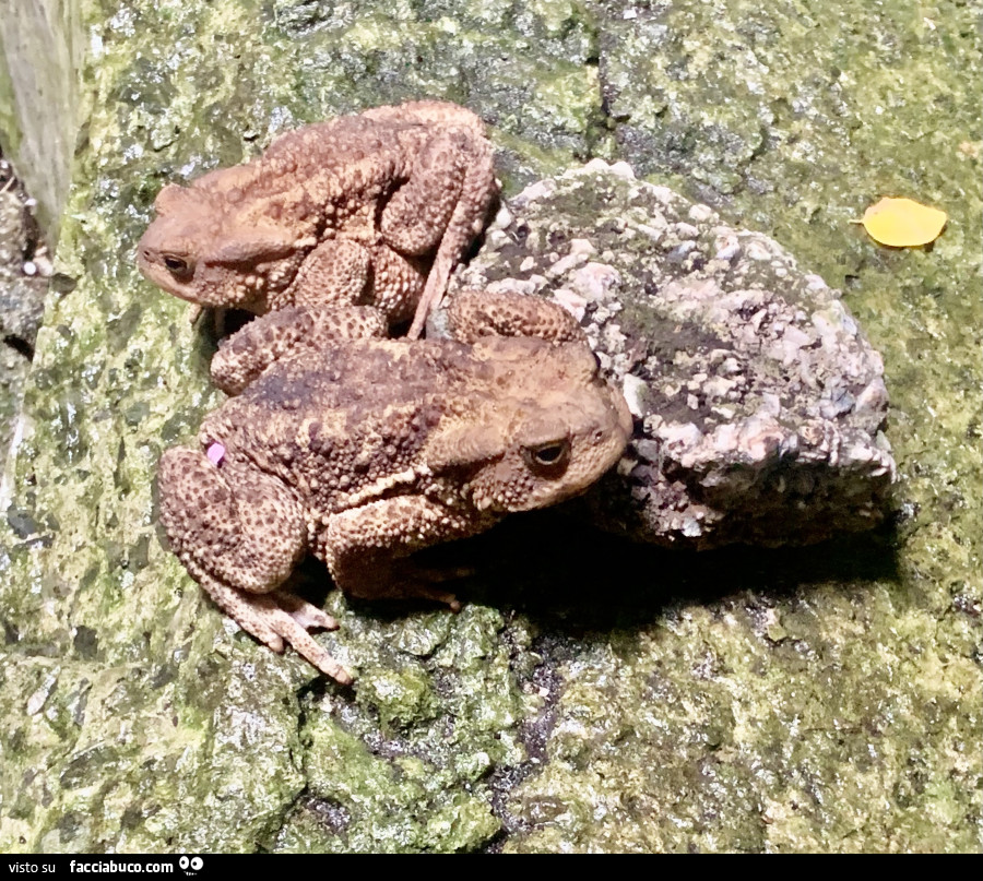 Vaccata
