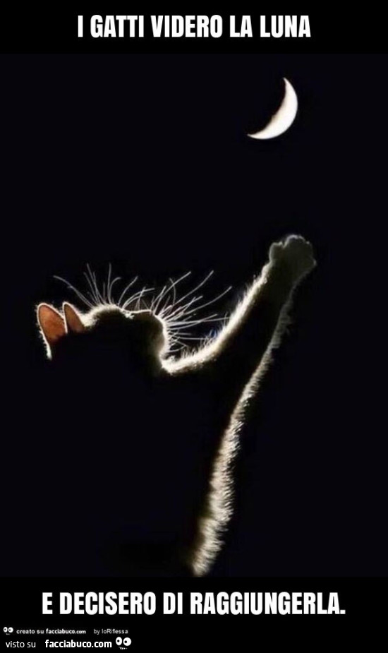I gatti videro la luna e decisero di raggiungerla