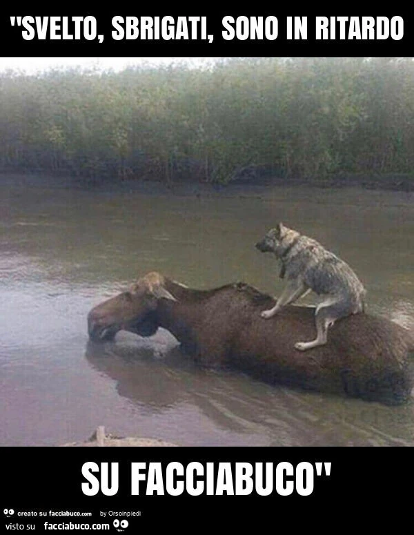 "svelto, sbrigati, sono in ritardo su facciabuco"