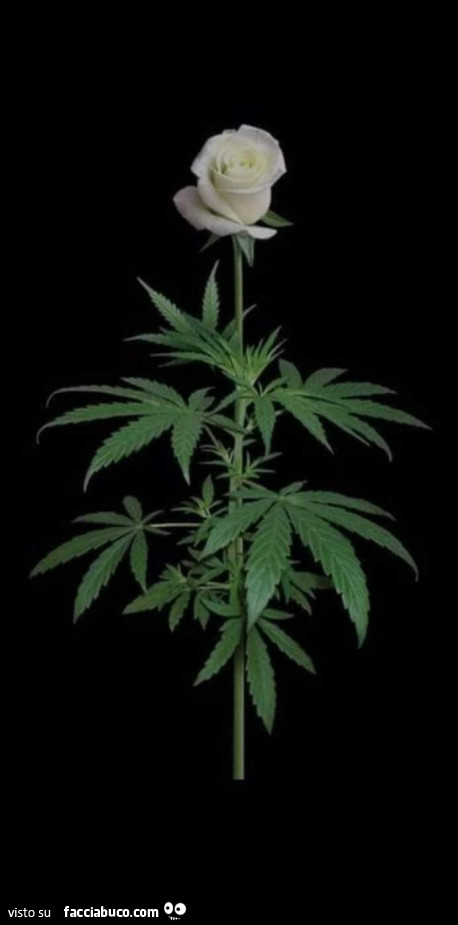 Rosa bianca marijuana
