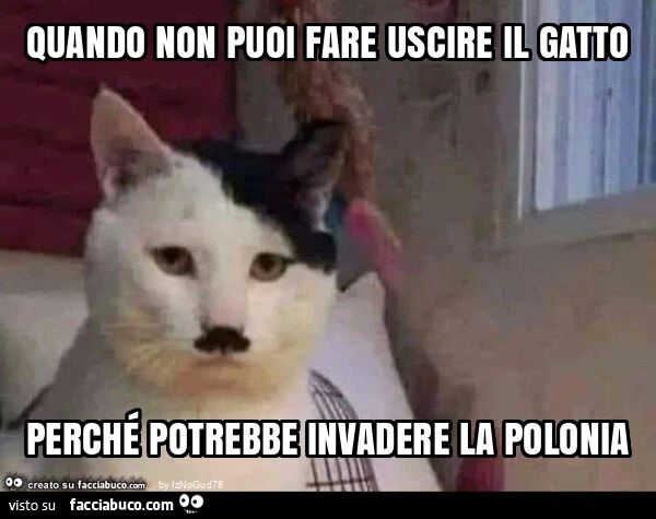 Quando non puoi fare uscire il gatto perché potrebbe invadere la polonia