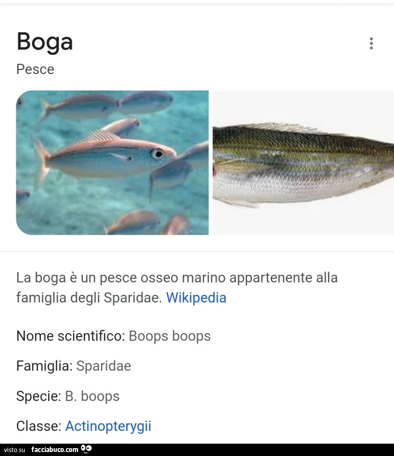 Vaccata