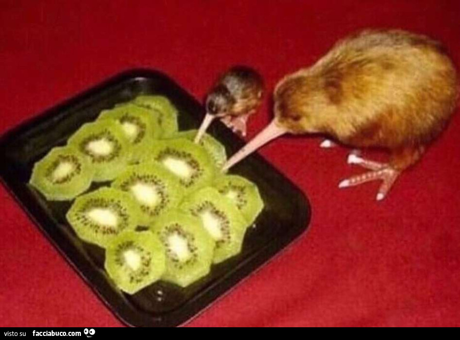 Mangiano i kiwi