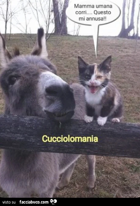 Saluti sera