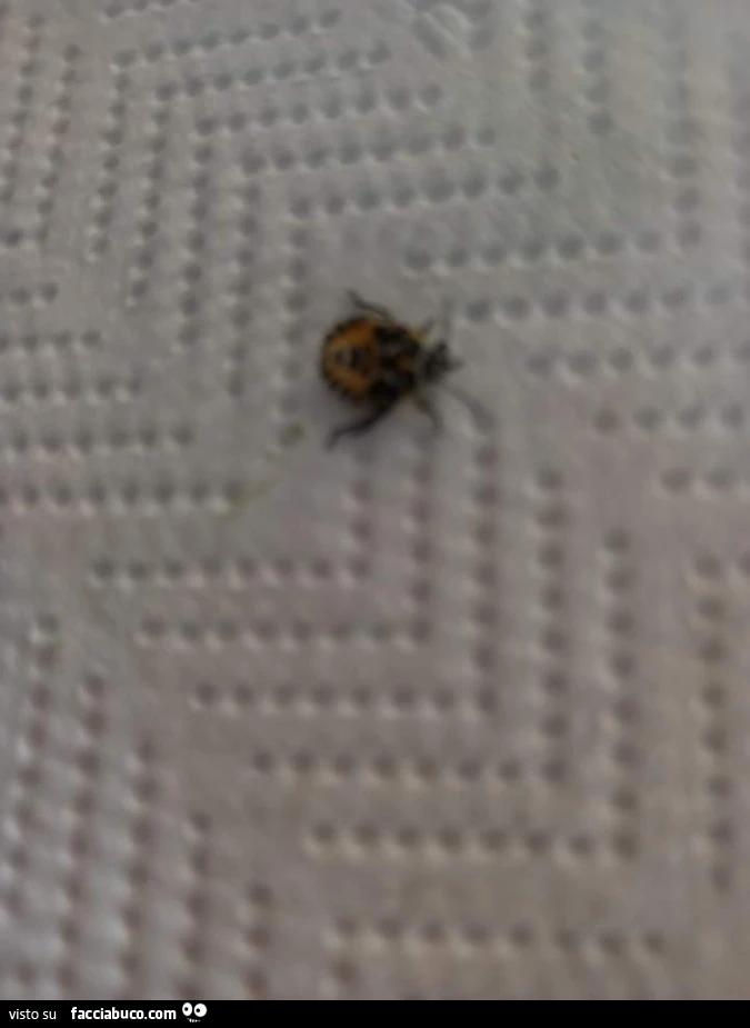 Vaccata