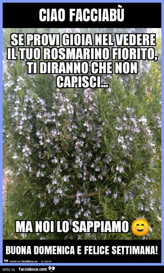 Ciao facciabรน buona domenica e felice settimana