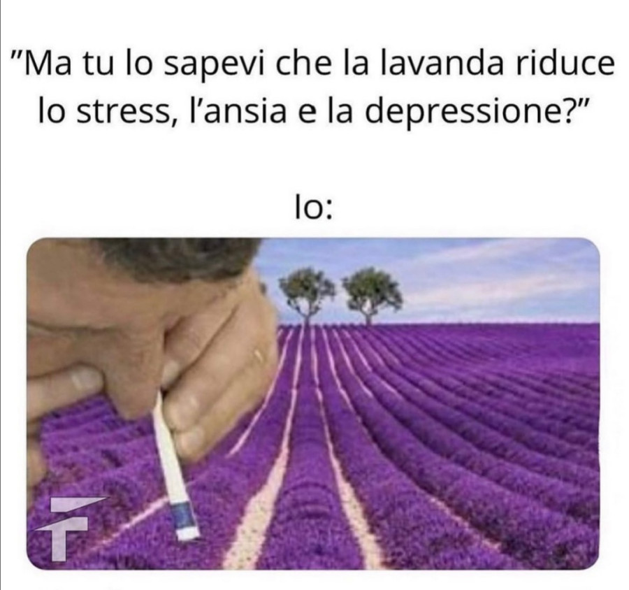 Lavanda