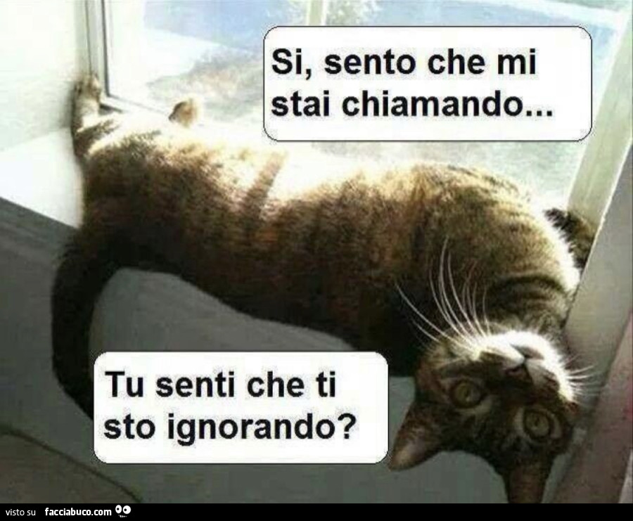 I gatti