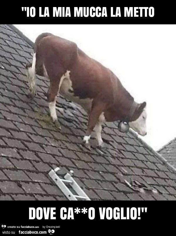 "io la mia mucca la metto dove ca**o voglio! "