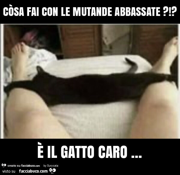 CÒsa fai con le mutande abbassate?!? È Il gatto caro …