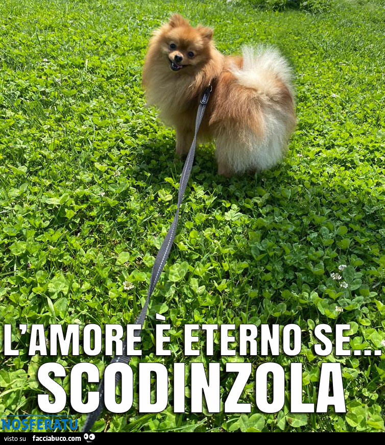 L'amore è eterno se… SCODINZOLA