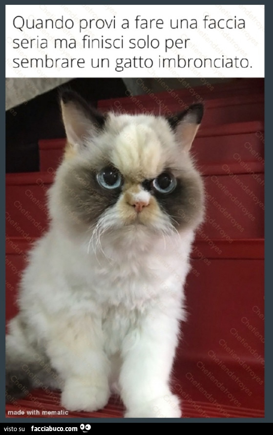 Gatto imbronciato