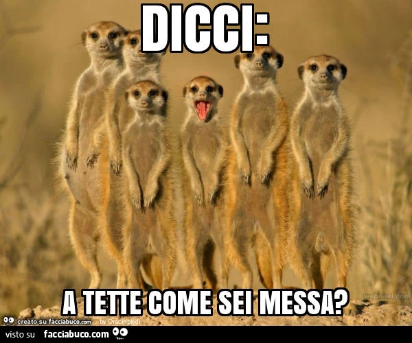 Vaccata