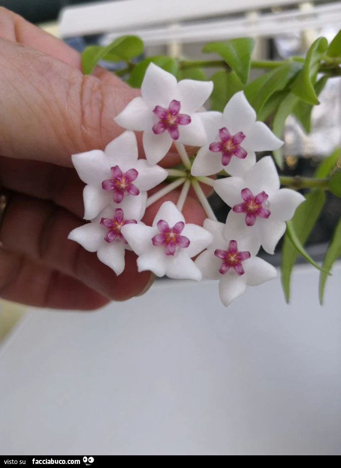 Vaccata