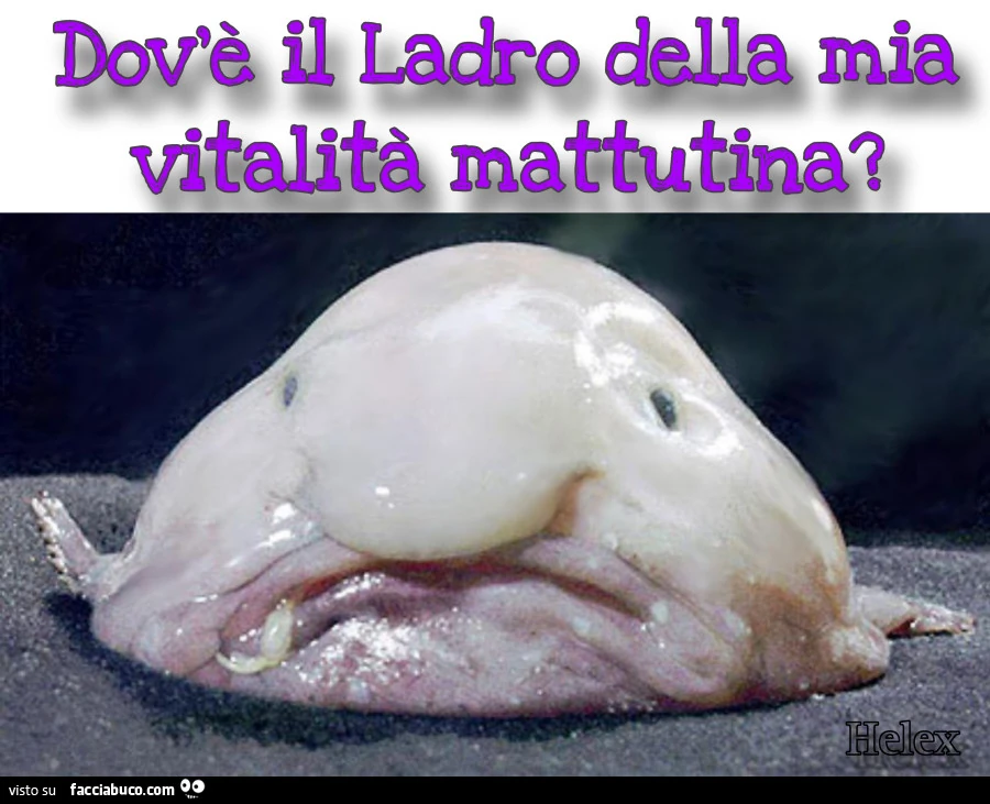 Vitalità mattutina