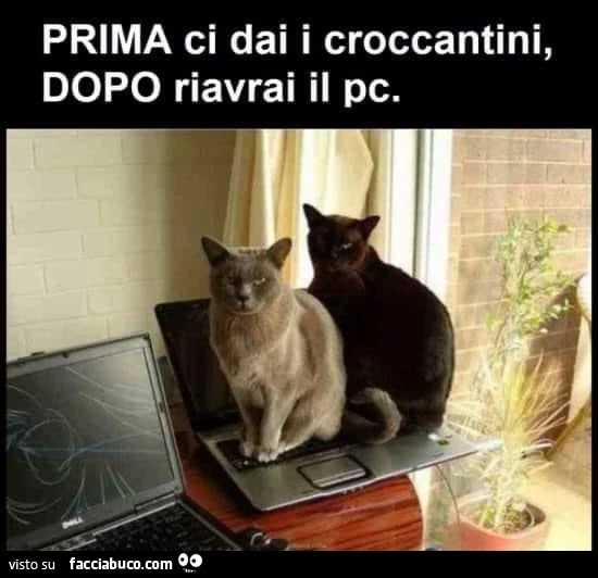 Vaccata