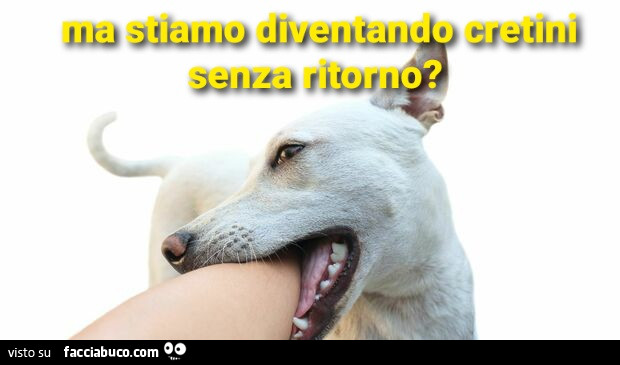 Cane