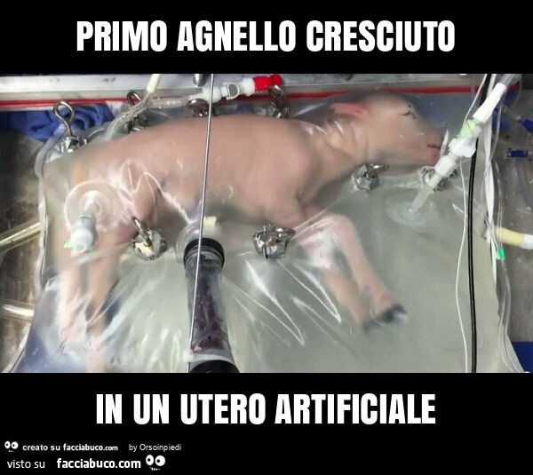 Primo agnello cresciuto in un utero artificiale