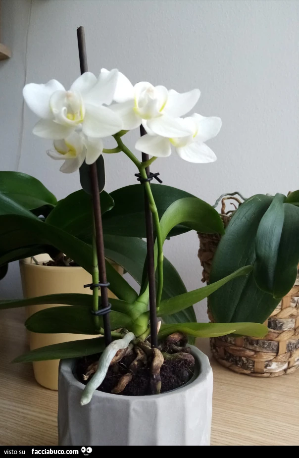 Vaccata